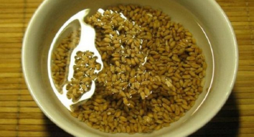 Jak si vyrobit pšeničný slad sami doma - recept